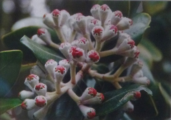 Anne-Owen-Pohutukawa.jpg